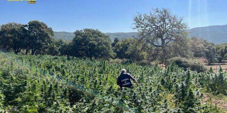 Blitz Gdf, sequestrate 7 tonnellate di marijuana nel Nuorese