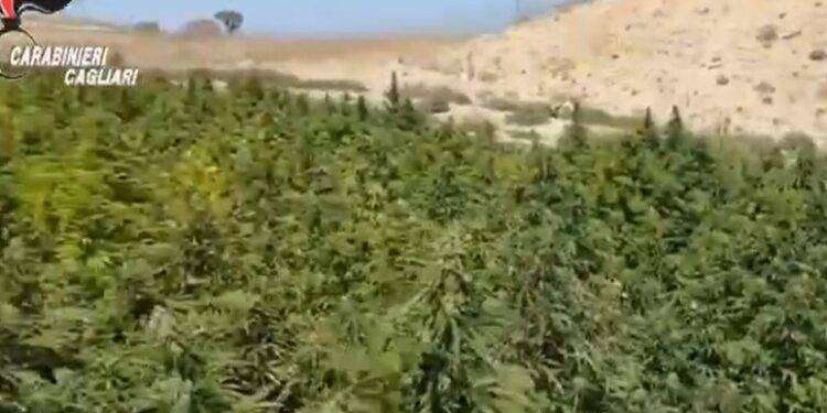 Sequestrata mega piantagione canapa per un valore di 10 milioni