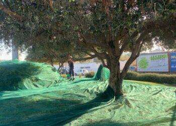 A Cagliari raccolta delle olive tra rotonde, parchi e giardini