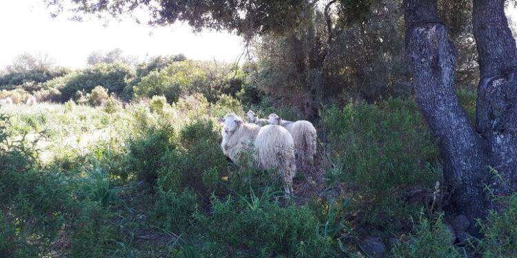 Corsi di formazione on line di Laore per benessere animale
