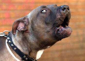 Anziana aggredita da un pitbull, morta 84enne