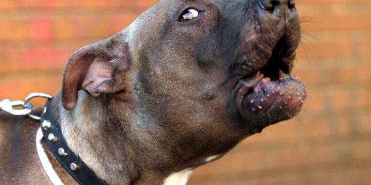 Anziana aggredita da un pitbull, morta 84enne