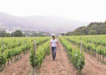 I buoi restano sul marchio della cantina sarda, Red Bull sconfitta