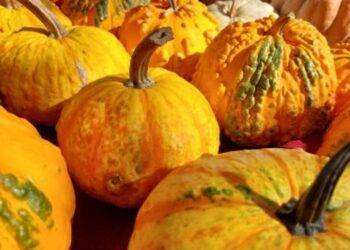 Meno zucche per Halloween, clima pazzo taglia il 20%