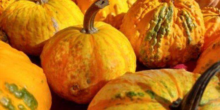Meno zucche per Halloween, clima pazzo taglia il 20%