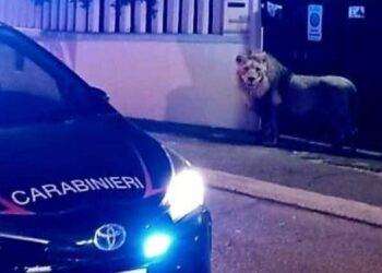 Ladispoli, leone scappa dal circo e gira per la città, il sindaco: “Non uscite di casa”