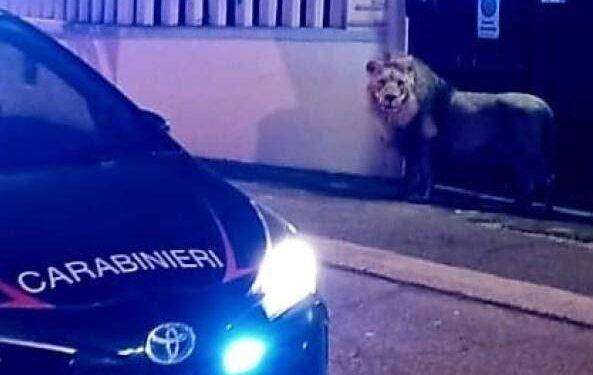 Ladispoli, leone scappa dal circo e gira per la città, il sindaco: “Non uscite di casa”