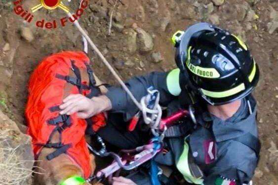 Nuxis, cane da caccia cade in un dirupo