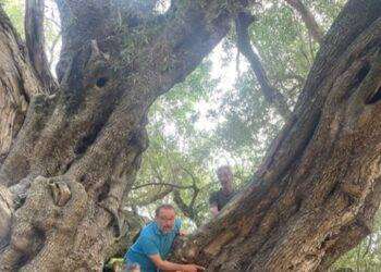 Festa alberi, olivastro millenario Gallura all’European Tree ’24