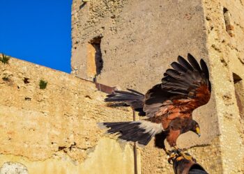 Cagliari, i nuovi appuntamenti di novembre 2023 al Castello di San Michele