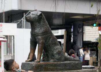 Il cane Hachiko, simbolo di fedeltà, compie 100 anni