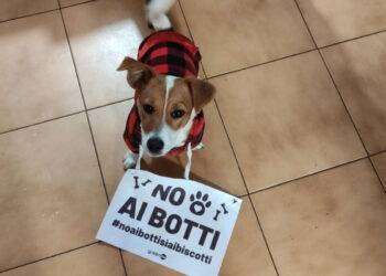 Petardi e botti di Capodanno, il Comune di Cagliari “se ne sbatte” delle richieste di migliaia di cittadini