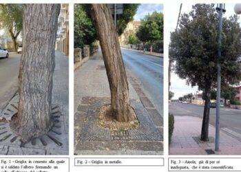 Sos botanici sardi, ‘liberate gli alberi da griglie e cemento’