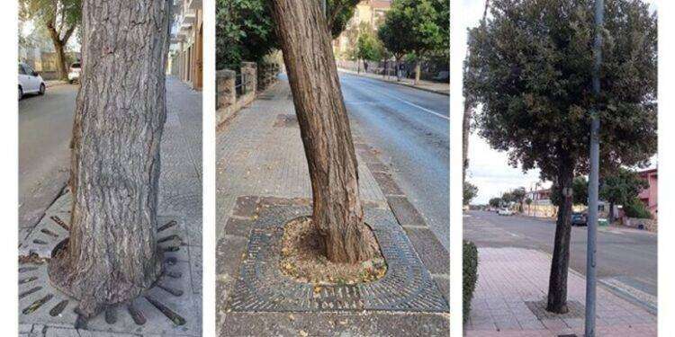 Sos botanici sardi, ‘liberate gli alberi da griglie e cemento’