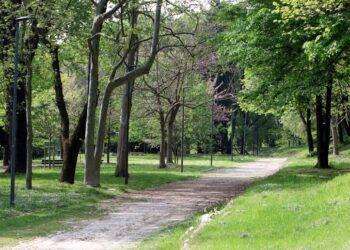 Nei capoluoghi italiani solo 24 alberi ogni 100 abitanti