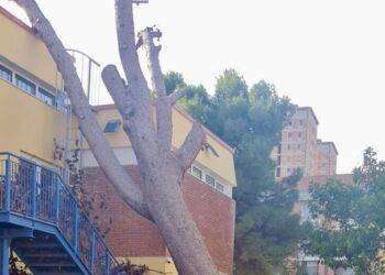 Albero caduto sulla scuola, due istituti chiusi il 28 e 29