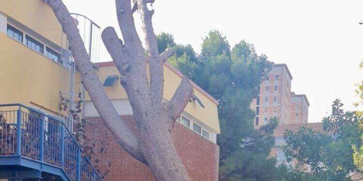 Albero caduto sulla scuola, due istituti chiusi il 28 e 29