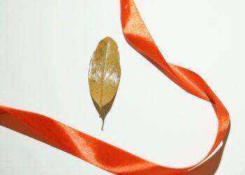 Cagliari, foglie di alloro per comporre corona laurea per Giulia