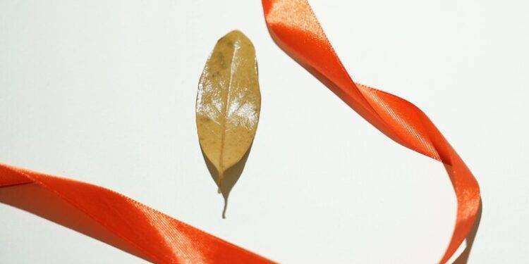 Cagliari, foglie di alloro per comporre corona laurea per Giulia