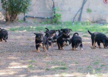 Cagliari, alla MEM il seminario “Corretta gestione alimentare ai fini del benessere animale e dell’igiene domestica e urbana”