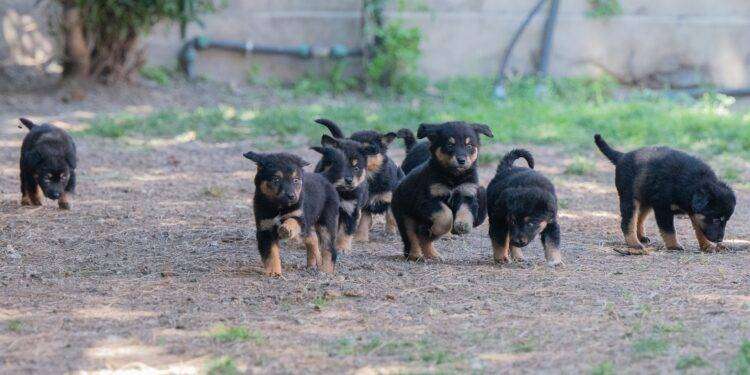 Cagliari, alla MEM il seminario “Corretta gestione alimentare ai fini del benessere animale e dell’igiene domestica e urbana”