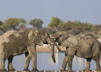 Nel 2024 si potranno cacciare più elefanti in Botswana