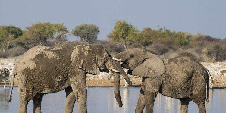 Nel 2024 si potranno cacciare più elefanti in Botswana