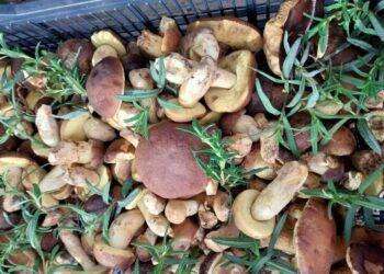 Riapre in Gallura l’ufficio dell’ispettorato micologico