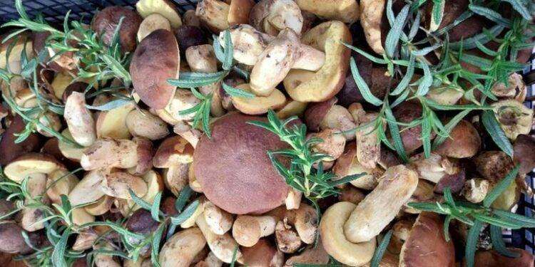 Riapre in Gallura l’ufficio dell’ispettorato micologico