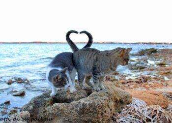 Vincono i gattari, salva la colonia felina di Su Pallosu