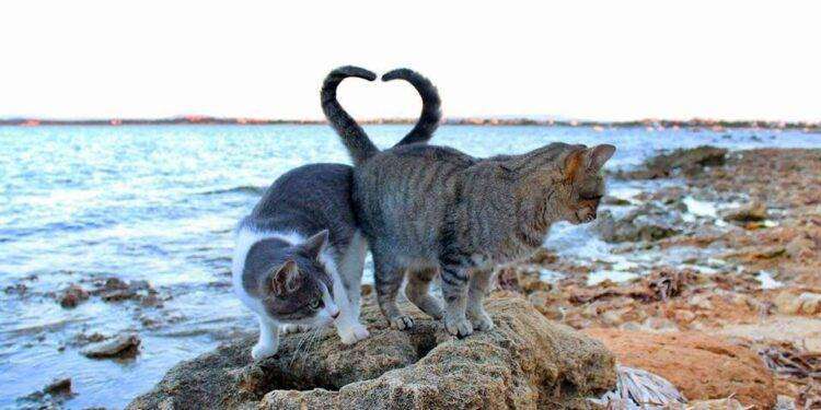 Vincono i gattari, salva la colonia felina di Su Pallosu