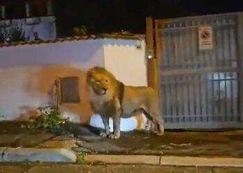 Leone in fuga a Ladispoli, protesta davanti al circo: “No animali nei circhi, attuare la legge”