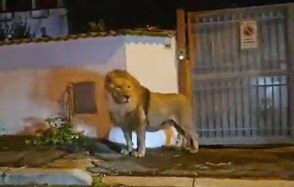 Leone in fuga a Ladispoli, protesta davanti al circo: “No animali nei circhi, attuare la legge”