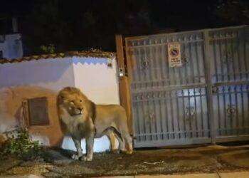 Leone fugge da circo a Ladispoli, preso in serata: le immagini