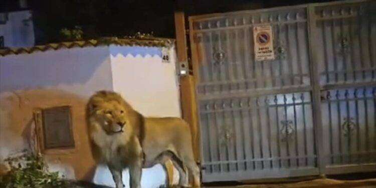 Leone fugge da circo a Ladispoli, preso in serata: le immagini