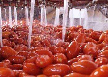 Cresce la qualità dei pomodori, ma produzione cala del 20%