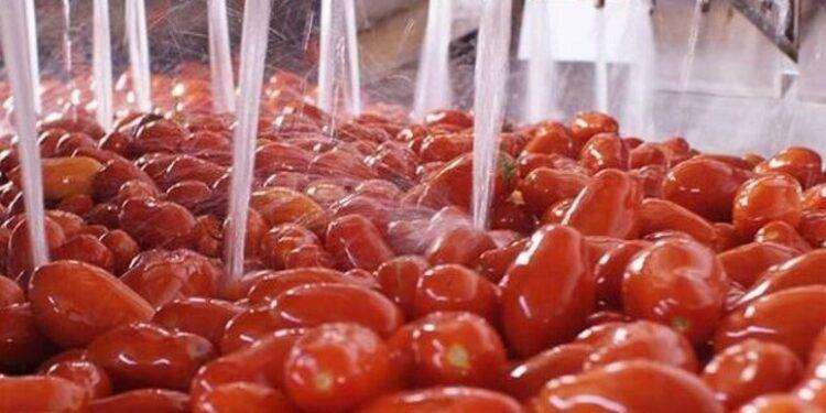 Cresce la qualità dei pomodori, ma produzione cala del 20%