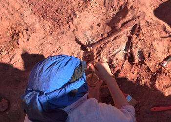 Alla ricerca dello spinosauro