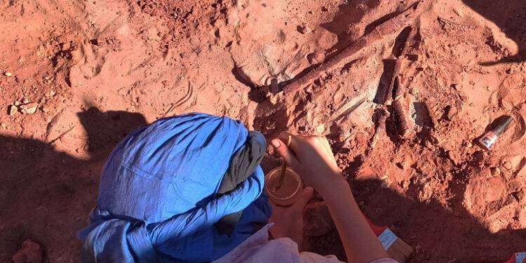 Alla ricerca dello spinosauro