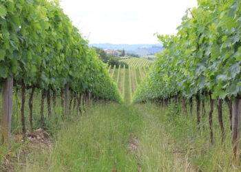 L’Italia non è più il primo produttore di vino al mondo