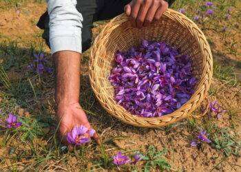 All’alba nei campi, nasce il turismo dello zafferano