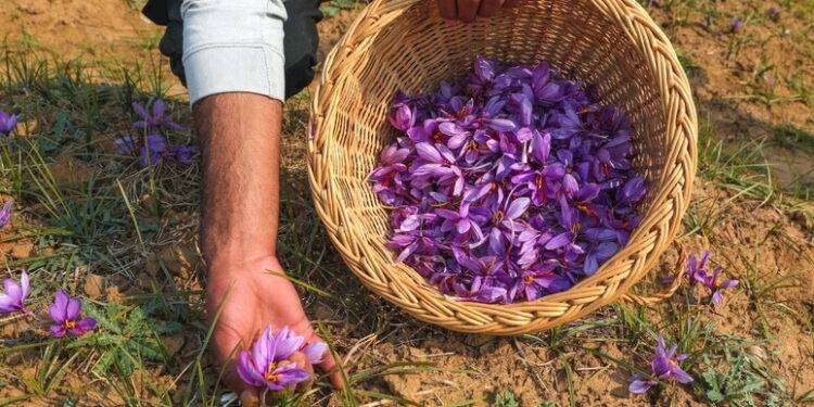 All’alba nei campi, nasce il turismo dello zafferano