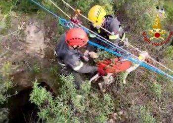 Cane da caccia precipita in una voragine a Perdaxius: salvato dai Vigili del fuoco