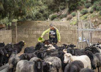 ‘Adotta una pecora o un’alveare’, boom di richieste in Sardegna