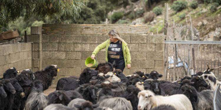‘Adotta una pecora o un’alveare’, boom di richieste in Sardegna