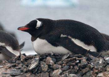 Microsonni di 4 secondi per 10mila volte al giorno, lo fanno i pinguini