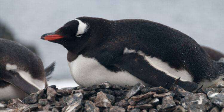 Microsonni di 4 secondi per 10mila volte al giorno, lo fanno i pinguini