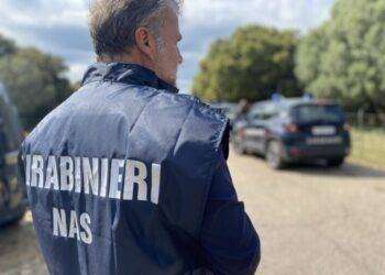 Sequestrato dai Nas stabilimento abusivo di pane ‘guttiau’