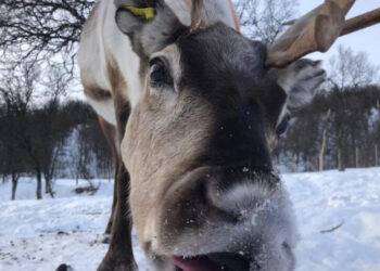 Il segreto delle renne instancabili, riposano mentre ruminano