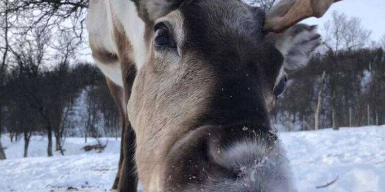Il segreto delle renne instancabili, riposano mentre ruminano